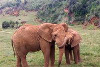 Elefantes Cab&aacute;rceno